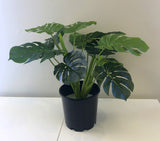 SP0056-60 Monstera / Swiss Cheese plant Plant 60cm (set of 3)