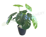 SP0056 SML Monstera / Swiss Cheese Plant 45cm Small