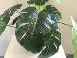 SP0056 SML Monstera / Swiss Cheese Plant 45cm Small