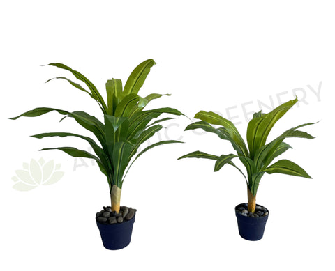 SP0124 Faux Dracena Fragrans 80cm / 88cm 2 Sizes (Evergreen Plant) | ARTISTIC GREENERY
