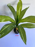 SP0124 Faux Dracena Fragrans 80cm / 88cm 2 Sizes (Evergreen Plant) | ARTISTIC GREENERY