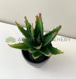 SP0125G Small Aloe Vera 14cm Green