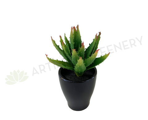 SP0125G Small Aloe Vera 14cm Green