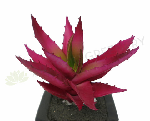 SP0125 Small Aloe Vera Red 14cm Real Touch