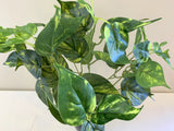 SP0145 Golden Pothos Bunch 2 Sizes 35cm / 41cm