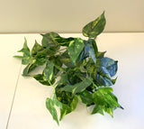 SP0145 Golden Pothos Bunch 2 Sizes 35cm / 41cm