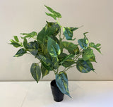 SP0145 Golden Pothos Bunch 2 Sizes 35cm / 41cm