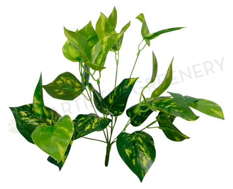 SP0145 Golden Pothos Bunch 2 Sizes 35cm / 41cm