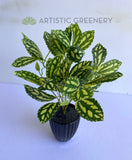 SP0146 Artificial Pilea Cadierei / Watermelon Pilea (Aluminum Plant) 28cm Real Touch Leaves | ARTISTIC GREENERY