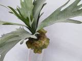 SP0148 Staghorn Fern Large (Real Touch) 2 Sizes