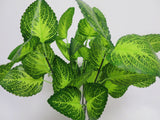 SP0156 Woodland Calamint 37cm Glossy Leaves