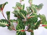 SP0157 Begonias Plant 36cm
