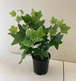 SP0160 Ivy Bunch 32cm Glossy Leaves LARGE