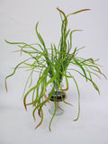 SP0166 Weeping Greenery 50cm