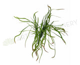 SP0166 Weeping Greenery 50cm