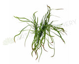 SP0166 Weeping Greenery 50cm