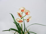 SP0170 Cymbidium Orchid Bunch with Leaves & Roots 24cm 3 Colours