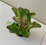 SP0179  Fake Small Succulent Real Touch 24cm Green / Red Perth | ARTISTIC GREENERY