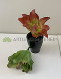 SP0179  Fake Small Succulent Real Touch 24cm Green / Red Perth | ARTISTIC GREENERY