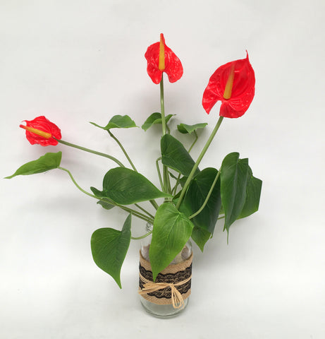 SP0188 Anthurium Bunch Real Touch 34cm Red / Pink