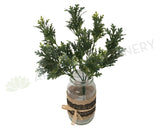 SP0200 Dusty Miller Plant 32cm 2 Styles