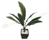 SP0204 Cast Iron Plant / Aspidistra 70cm