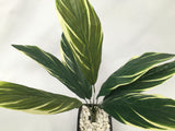 SP0204 Cast Iron Plant / Aspidistra 70cm