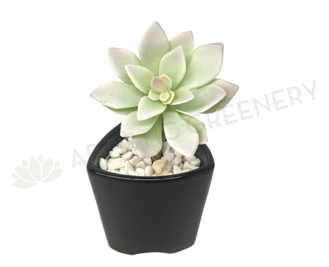 SP0212 Echeveria 12cm Light Green