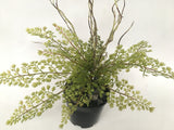 SP0217 Maidenhair Fern / Adiantum Real Touch Leaves 31cm