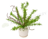 SP0221 Rosemary Bunch 36cm Green