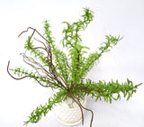 SP0221 Rosemary Bunch 36cm Green