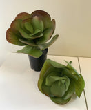 SP0222 Giant Flapjacks Succulent 31cm 2 Styles