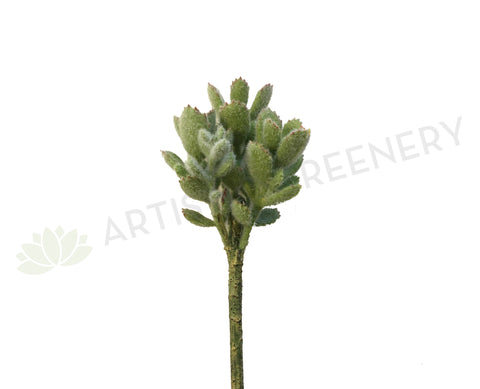 SP0228 Pachyphyllum (Sedum) 24cm Green