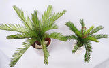 SP0230 Small Cycad Plant Real Touch 2 Sizes