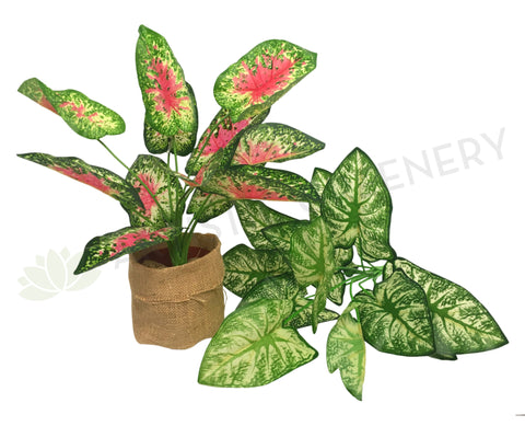 SP0233 Caladium / Syngonium Plant 38cm 2 styles