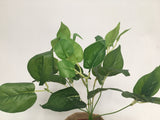 SP0234 Jade Pothos Plant 35cm Green
