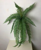 Lighter green fern