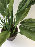 SP0275 Spathiphyllum / Peace Lily 53cm