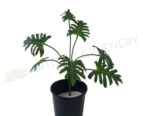 SP0292 Small Xanadu Plant 80cm Green