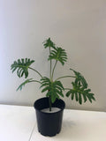 SP0292 Small Xanadu Plant 80cm Green
