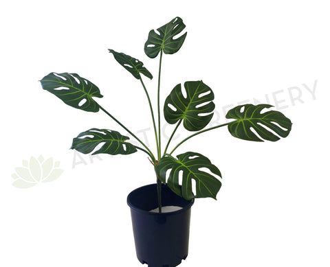 SP0293 Small Monstera Plant / Split Philo / Swiss Cheese Plant 74cm