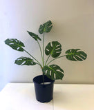 SP0293 Small Monstera Plant / Split Philo / Swiss Cheese Plant 74cm