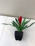SP0294 Small Bromeliad Plant Potted 30cm