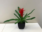 SP0294 Small Bromeliad Plant Potted 30cm