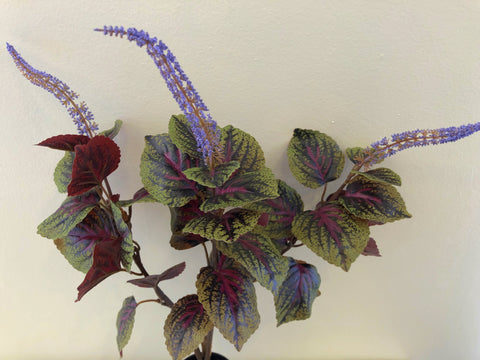 SP0296 Beefsteak Plant / Perilla Mint 51cm Artificial Supplier WA Perth  Australia – Artistic Greenery