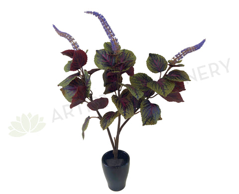 SP0296 Beefsteak Plant / Perilla Mint 51cm