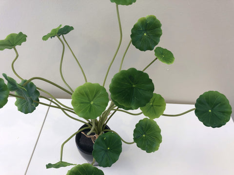 artificial chinese money plant SP0298 Artificial Chinese Money Plant / Pilea peperomioides / Pancake Plant  Perth Australia – Artistic Greenery