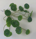 SP0298 Chinese Money / Pancake Plant 35cm Green