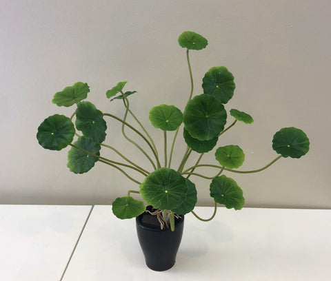 money plant australia SP0298 Artificial Chinese Money Plant / Pilea peperomioides / Pancake Plant  Perth Australia – Artistic Greenery