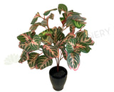 SP0304 Begonias Plant 36cm